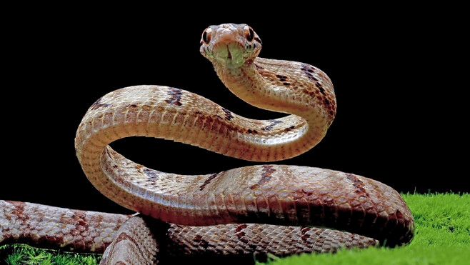 Deux serpents capturés en plein centre d’Audruicq