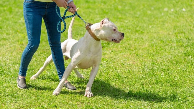 Outreau : une fillette de 6 ans mordue au visage par un chien et transportée à l’hôpital
