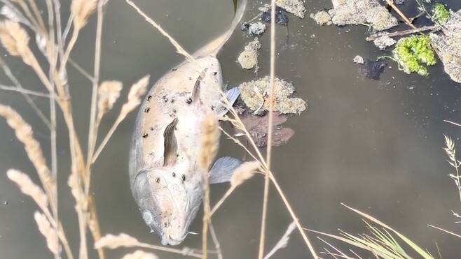 Gravelines : après la mort de centaines de kilos de poissons, les pêcheurs demandent des explications