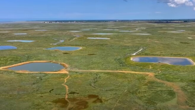 Baie de Somme et Côte d'Opale : les sauvaginiers ont lancé leur saison.