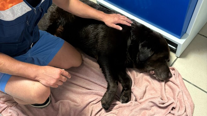 Wimereux : un chien tombe d’une falaise, les secours mobilisés pour le sauver avant la marée