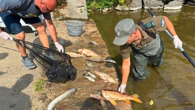 Poissons morts à l’étang de Samer : la situation reste sous surveillance.