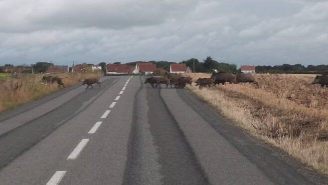 Bonningues-lès-Calais : attention aux sangliers sur les routes ! 