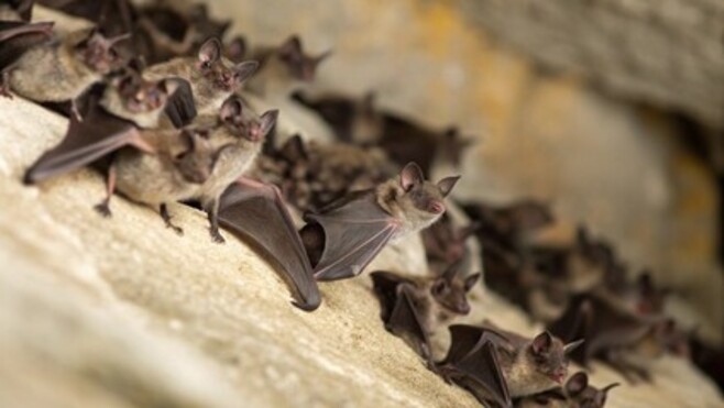 Cette semaine dans la région : partez à la découverte des chauves-souris !