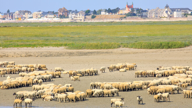 Avec plus de 2 millions de nuitées, la Baie de Somme a rencontré un franc succès cet été !