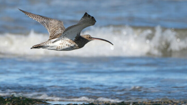 Baie de Somme : le Festival de l'Oiseau et de la Nature revient du 8 au 11 octobre 2026 !