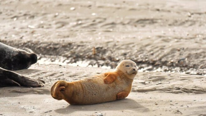 Baie de Somme : Picardie Nature souhaite une cohabitation entre les phoques et les touristes