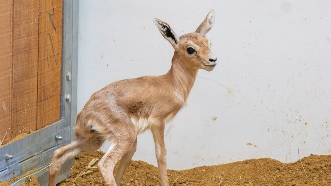 Quatre petites gazelles dorcas, une grande première au zoo d’Amiens et en France  !