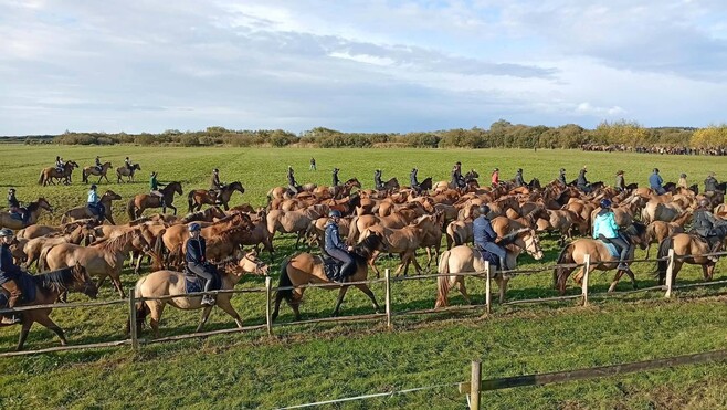 Baie de Somme : 1 500 spectateurs pour la spectaculaire transhumance des chevaux Henson !