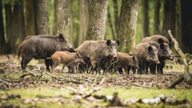 Somme : la pénurie de glands met les chasseurs et les sangliers en difficulté 