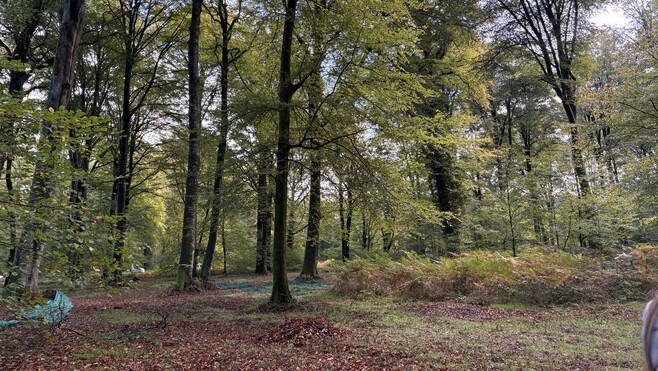 À Crécy-en-Ponthieu, l’Office National des Forêts récolte des faines !