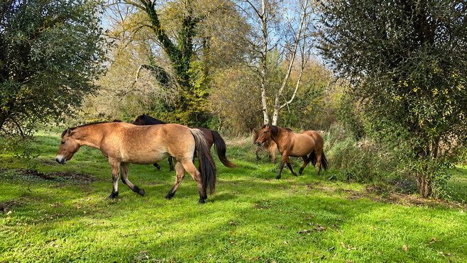 Saint-Quentin-en-Tourmont : une dizaine de chevaux du Parc du Marquenterre s'invitent dans un jardin pour un festin inattendu !