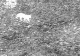 Une pétition en ligne pour ne pas tuer le félin d’Auxi-le-Château