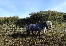 Baie de Canche: les « pannes dunaires » de la Réserve Naturelle ont été restaurées
