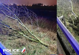 Calais : des migrants déposent des arbres sur la rocade portuaire