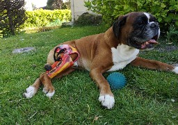 Berck: l'institut Calvé propose désormais des prothèses pour les animaux