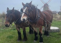 Guemps: une cagnotte pour aider le propriétaire des chevaux qui ont péri dans un incendie
