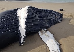 Une baleine à bosse s'est échouée sur la plage des Hemmes de Marck