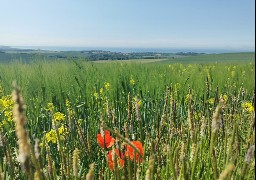 Les Escapades : randonnez sur le sentier de la Hocque au départ d'Audembert