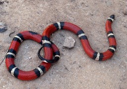 Ruminghem: un serpent retrouvé dans un jardin ce samedi 