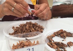 Leffrinckoucke : 155g de crevettes grises décortiquées en 10 minutes par une belge.