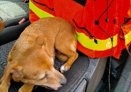 A Boulogne sur mer, deux chiens étaient enfermés dans une voiture en pleine chaleur.