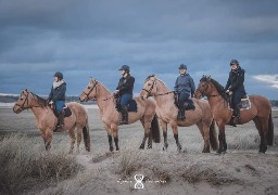 Quatre chevaux Henson vont représenter la race au Salon de l'Agriculture à Paris 