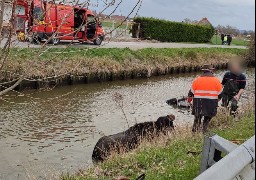 Sainte-Marie-Kerque : un cheval et sa calèche tombent dans un canal.