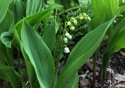1er mai : c'est la fête du travail, n'oubliez pas votre brin de muguet !
