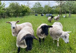 A Etaples, les moutons ont pris leurs quartier d'été au Domaine des Près