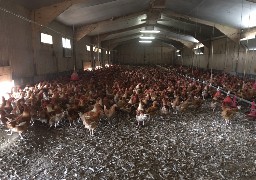 Un foyer de grippe aviaire confirmé à Airon-Notre-Dame
