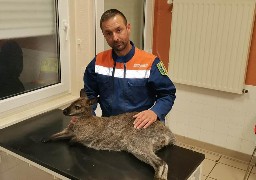 La Calotterie : un wallaby décède après avoir été percuté par une voiture.