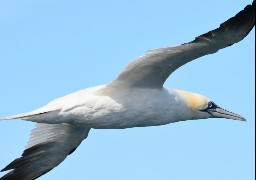 Près de 700 oiseaux, plus de 100 mammifères marins, et des milliers de déchets repérés dans les eaux du parc naturel marin