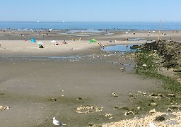 La pêche à pied des coquillages interdite en Baie d'Authie.