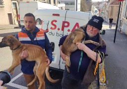 Une affaire de maltraitance sur animaux mardi matin au tribunal judiciaire de Boulogne sur mer. 
