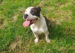 SPA: hausse des abandons et de la maltraitance animale cet été