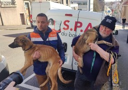 Boulogne : 3 mois de prison avec suris pour l'homme qui ne nourissait plus ses chiens