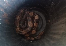 Calais : un serpent de type boa récupéré près de l'A26