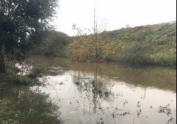 Calais : la végétation envahissante du canal des Pierrettes ne sera pas retirée avant plusieurs jours