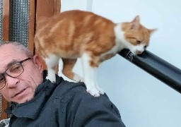 Un chat naufragé des inondations secouru par les pompiers