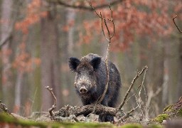 Ternois : une voiture percute un sanglier, deux personnes hospitalisées