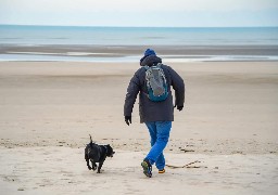 Face aux incivilités, le Touquet interdit les chiens sur la plage centrale pendant la saison