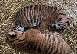 Double naissance au zoo d'Amiens