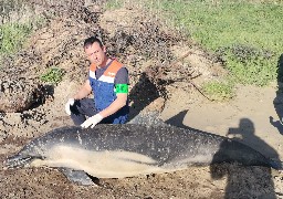 Un dauphin mort découvert sur la plage d'Hardelot 