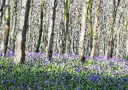 Les Escapades : la forêt de Guînes, le poumon vert du Calaisis