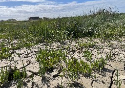 La salicorne victime d'une concurrence jugée déloyale