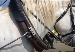 Berck sur mer : la calèche de Noël percute une voiture en stationnement samedi soir.
