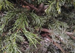 Grand Calais Terres & Mers va prendre en charge la récupération des sapins naturels.