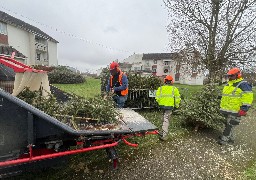 Que deviennent les sapins une fois collectés par les communes ?