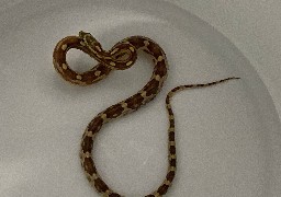 Un serpent des blés inoffensif découvert dans les rayons d'Auchan les deux Caps à Calais ce matin.